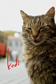 Kedi