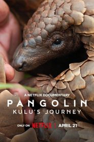 Pangolin: Kulu’s Journey