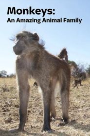 Monkeys: An Amazing Animal Family